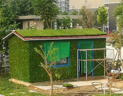 佛甲草屋顶绿化
