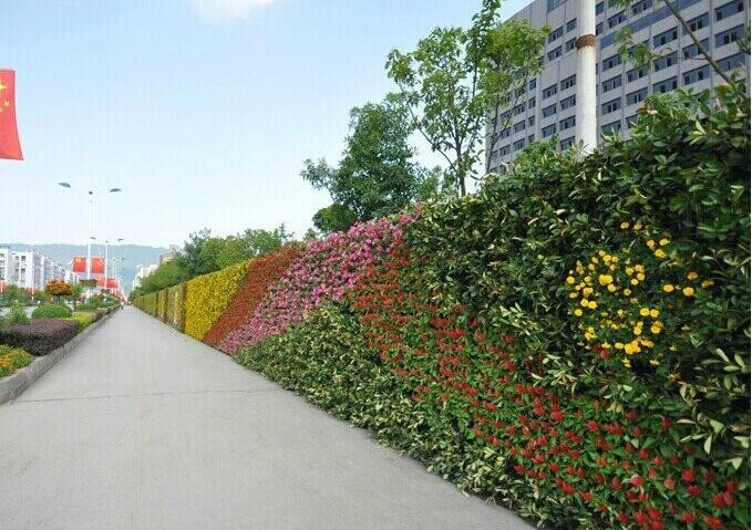 植物墙，郑州城市绿雕施工工程，郑州园林绿化公司